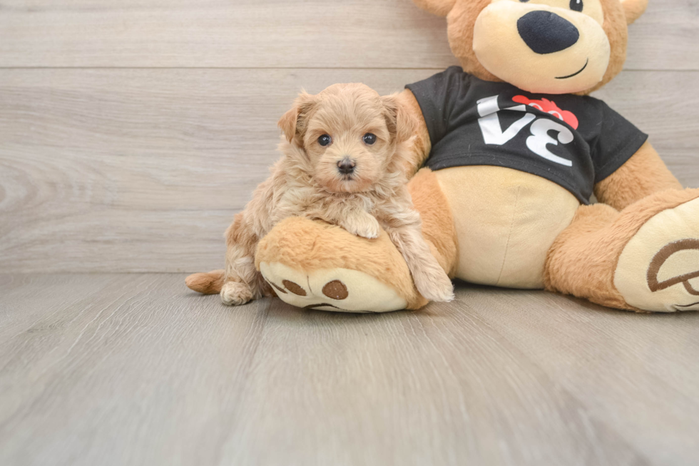 Adorable Maltidoodle Poodle Mix Puppy