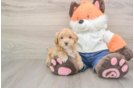 Best Maltipoo Baby