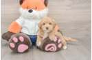 Petite Maltipoo Poodle Mix Pup