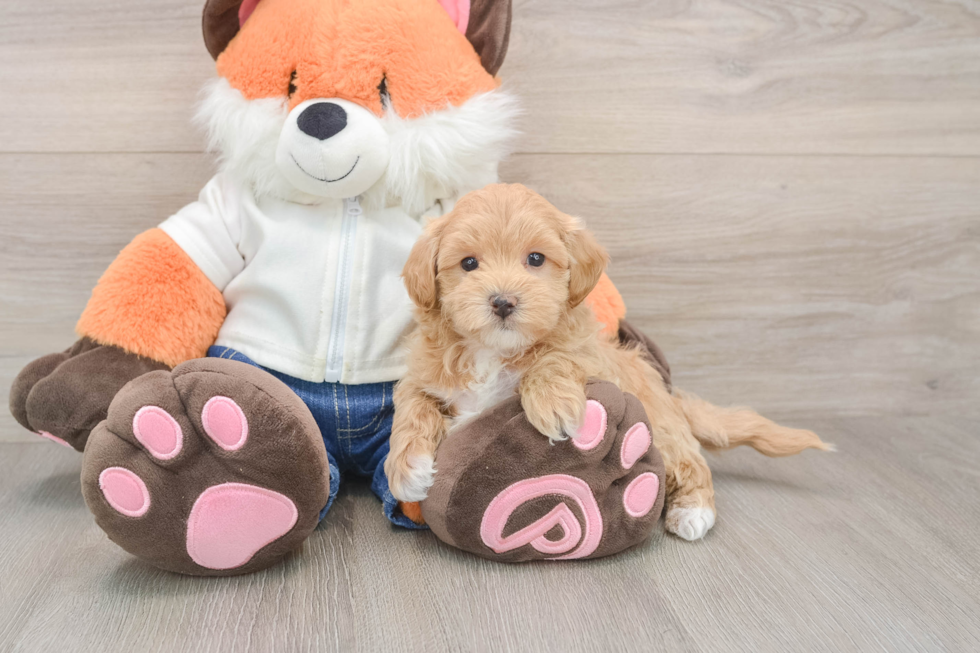 Petite Maltipoo Poodle Mix Pup
