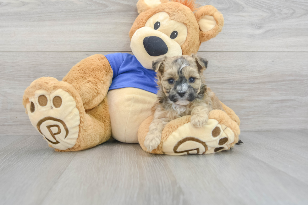 Maltipoo Puppy for Adoption