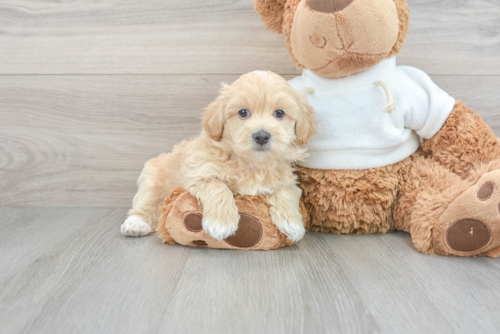 Friendly Maltipoo Baby