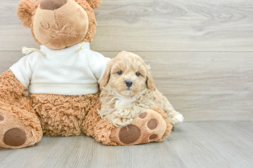 7 week old Maltipoo Puppy For Sale - Premier Pups