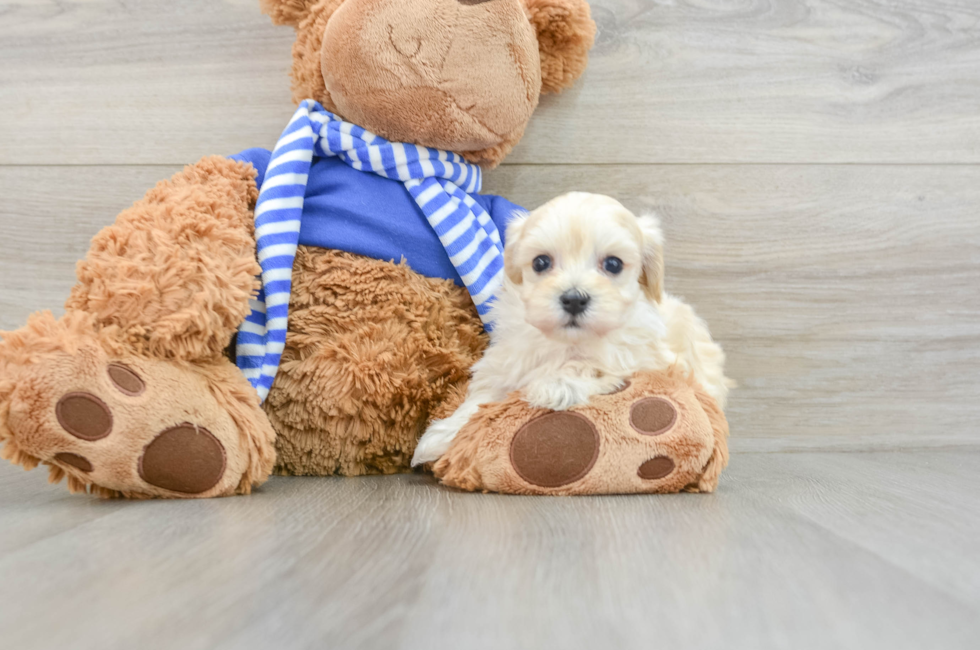 6 week old Maltipoo Puppy For Sale - Premier Pups