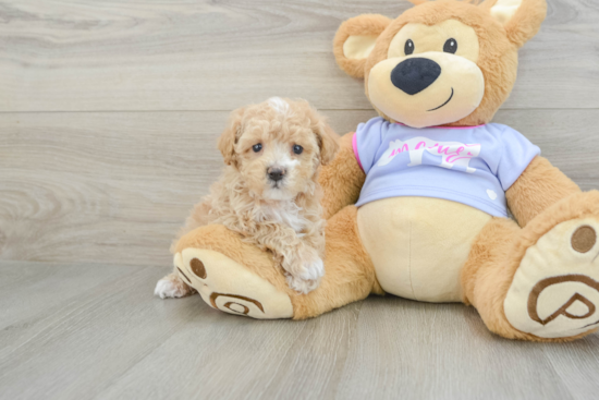 Maltipoo Pup Being Cute