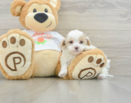 9 week old Maltipoo Puppy For Sale - Premier Pups