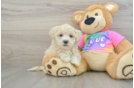 Best Maltipoo Baby