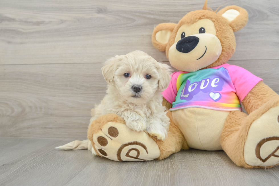 Best Maltipoo Baby