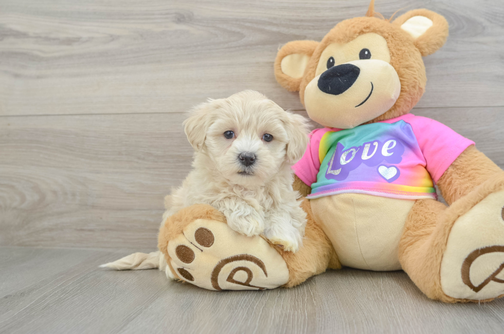 6 week old Maltipoo Puppy For Sale - Premier Pups