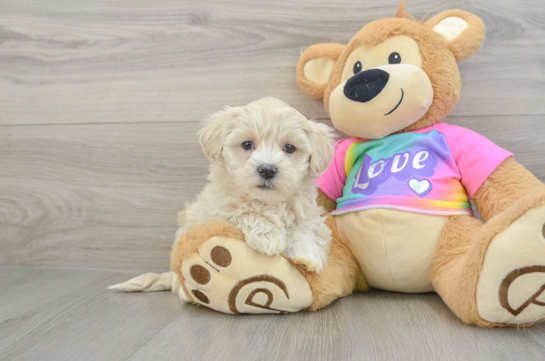 Best Maltipoo Baby