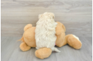 Maltipoo Pup Being Cute
