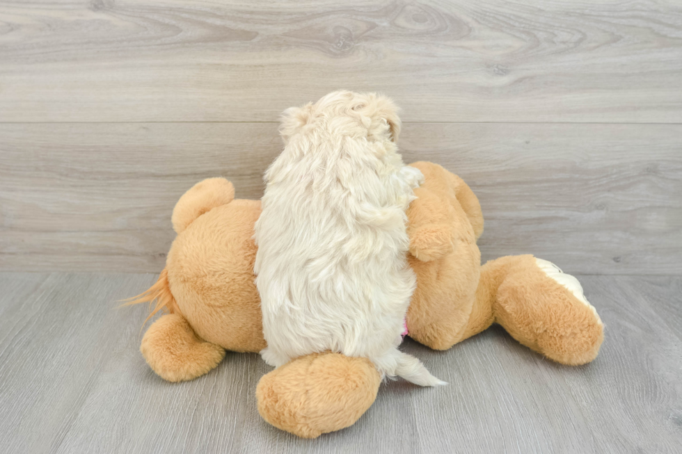 Maltipoo Pup Being Cute