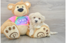 Maltipoo Puppy for Adoption