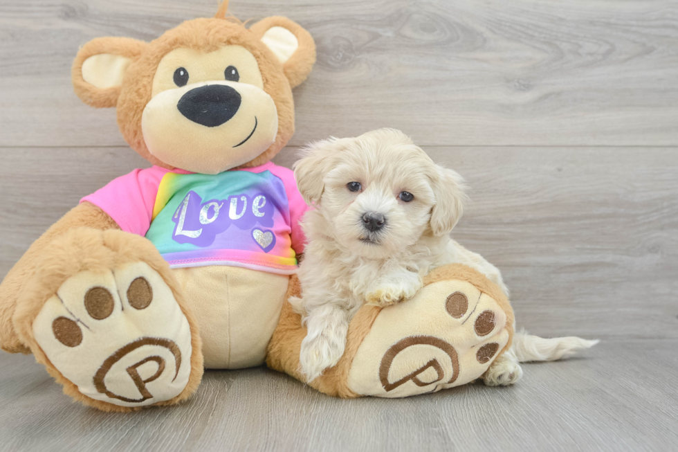 Maltipoo Puppy for Adoption