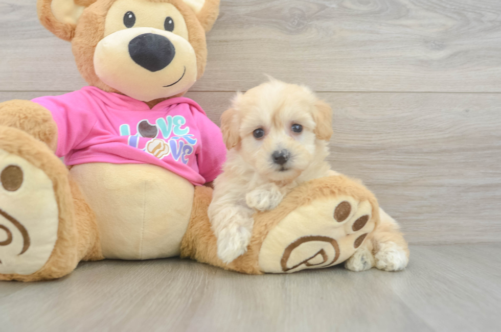 7 week old Maltipoo Puppy For Sale - Premier Pups