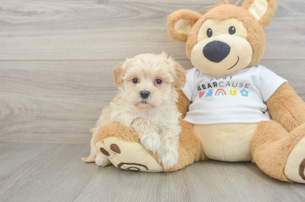 5 week old Maltipoo Puppy For Sale - Premier Pups