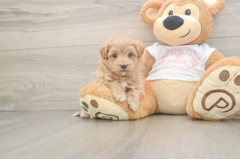 5 week old Maltipoo Puppy For Sale - Premier Pups
