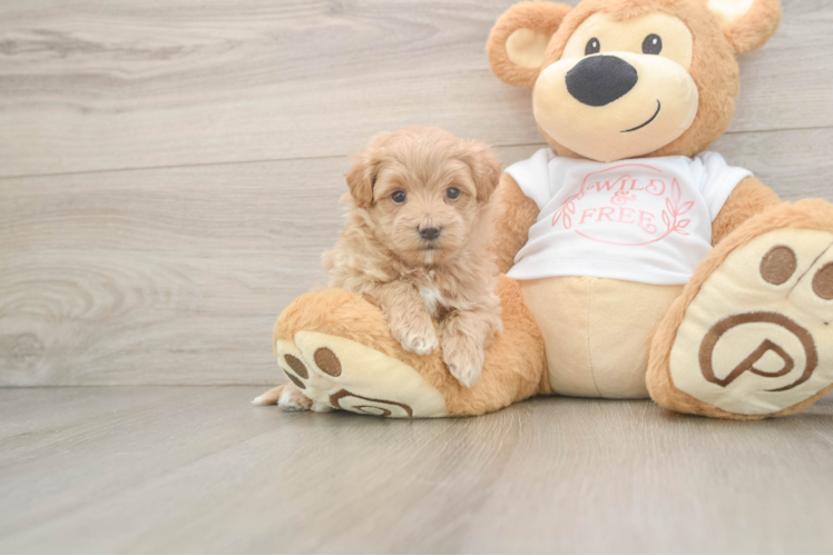 Meet Jacob - our Maltipoo Puppy Photo  1/3 - Premier Pups Popular Maltipoo Poodle Mix Pup