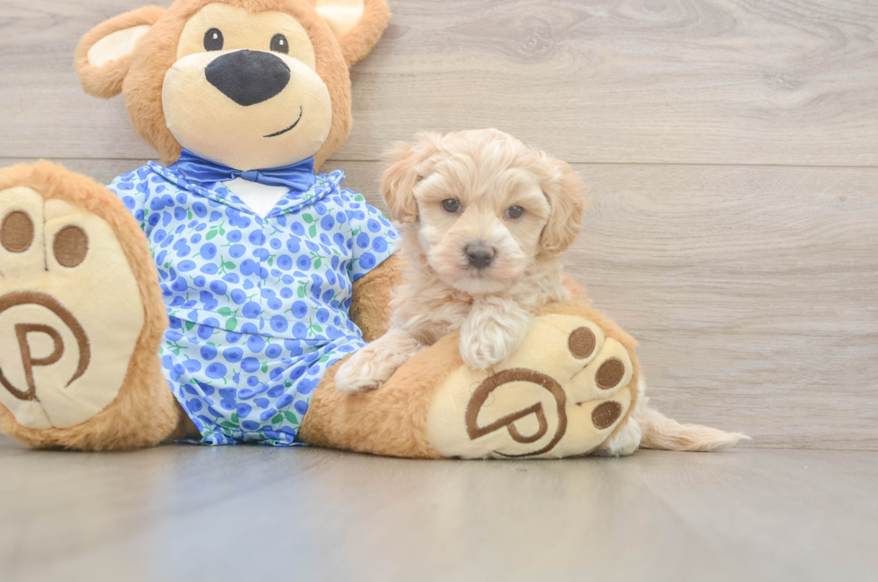 5 week old Maltipoo Puppy For Sale - Premier Pups