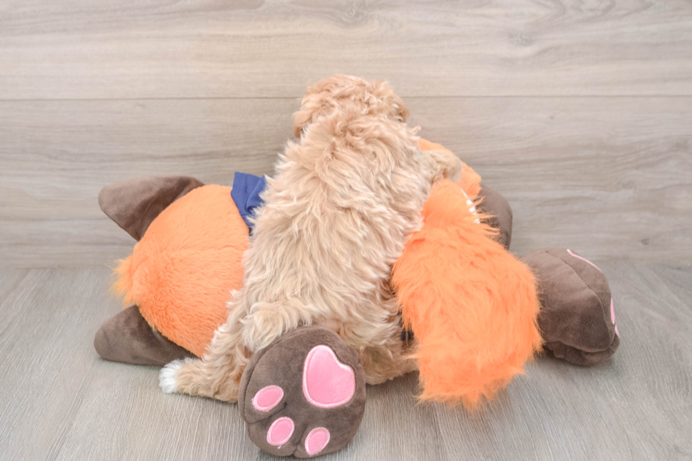 Maltipoo Puppy for Adoption