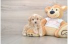 Happy Maltipoo Baby