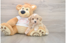 Best Maltipoo Baby