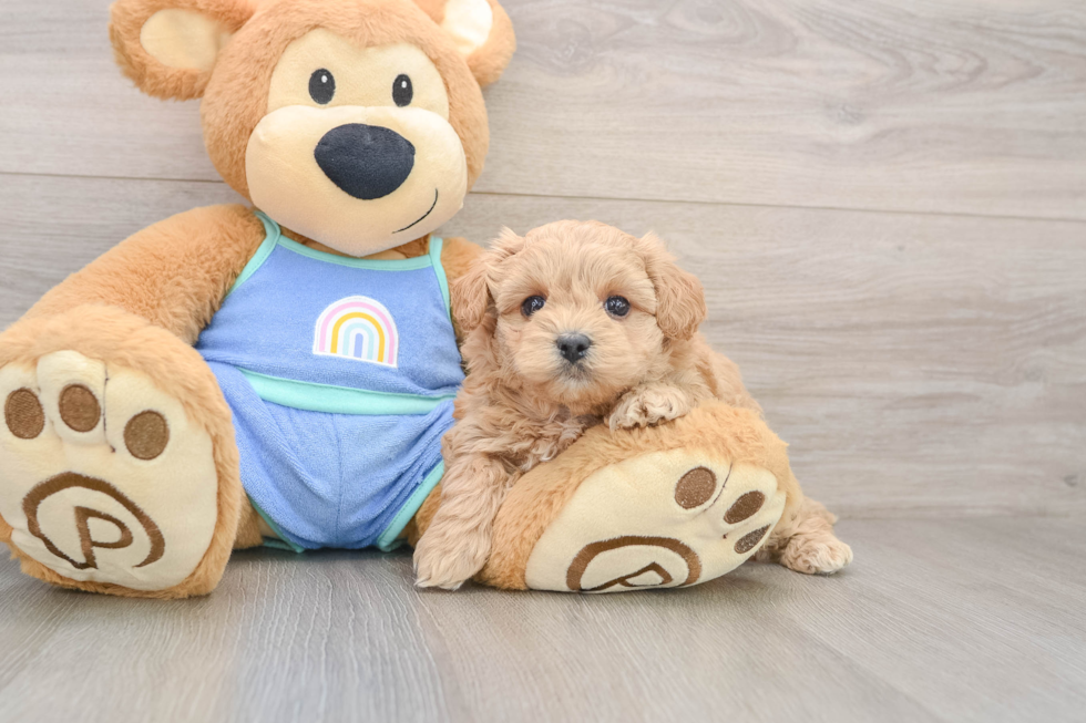 Maltipoo Puppy for Adoption