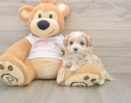 8 week old Maltipoo Puppy For Sale - Premier Pups