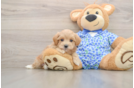 Happy Maltipoo Baby