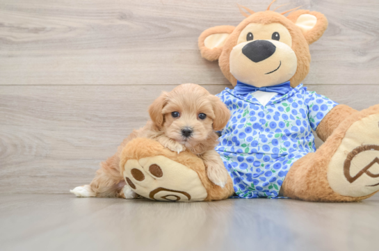 Happy Maltipoo Baby