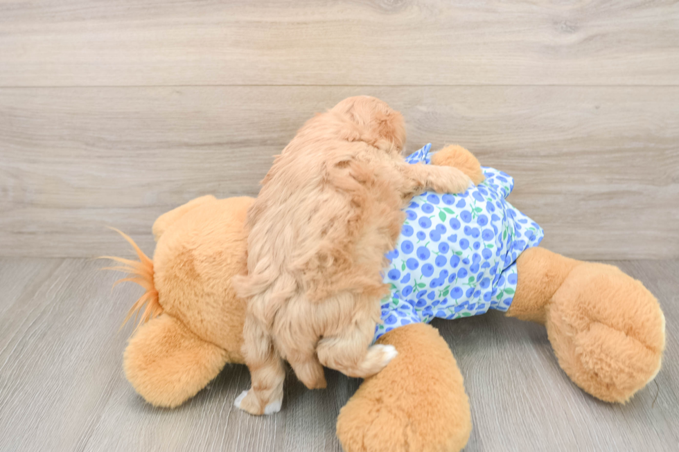 Best Maltipoo Baby
