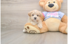 Maltipoo Puppy for Adoption