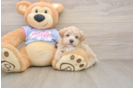 Sweet Maltipoo Baby