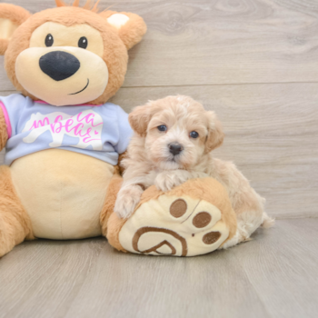 Sweet Maltipoo Baby