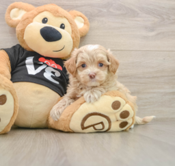7 week old Maltipoo Puppy For Sale - Premier Pups