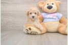 Petite Maltipoo Poodle Mix Pup