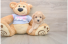 Fluffy Maltipoo Poodle Mix Pup