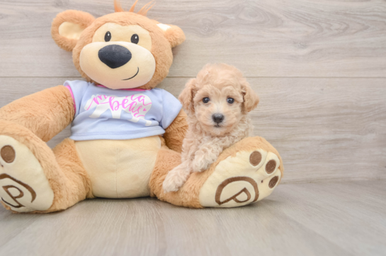 Fluffy Maltipoo Poodle Mix Pup