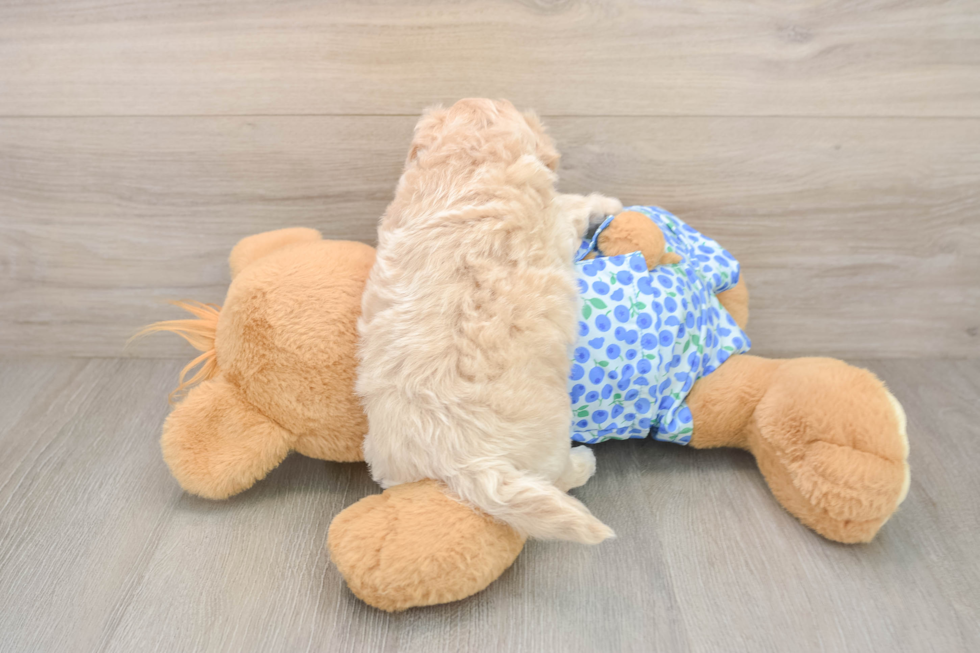 Popular Maltipoo Poodle Mix Pup
