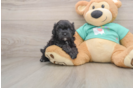 Best Maltipoo Baby