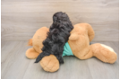 Hypoallergenic Malt Oodle Poodle Mix Puppy