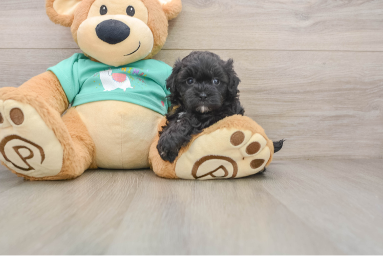 Maltipoo Puppy for Adoption