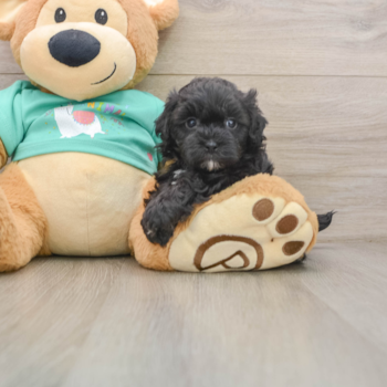 Maltipoo Puppy for Adoption