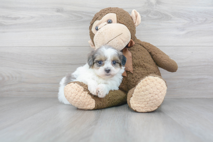 Funny Maltipoo Poodle Mix Pup