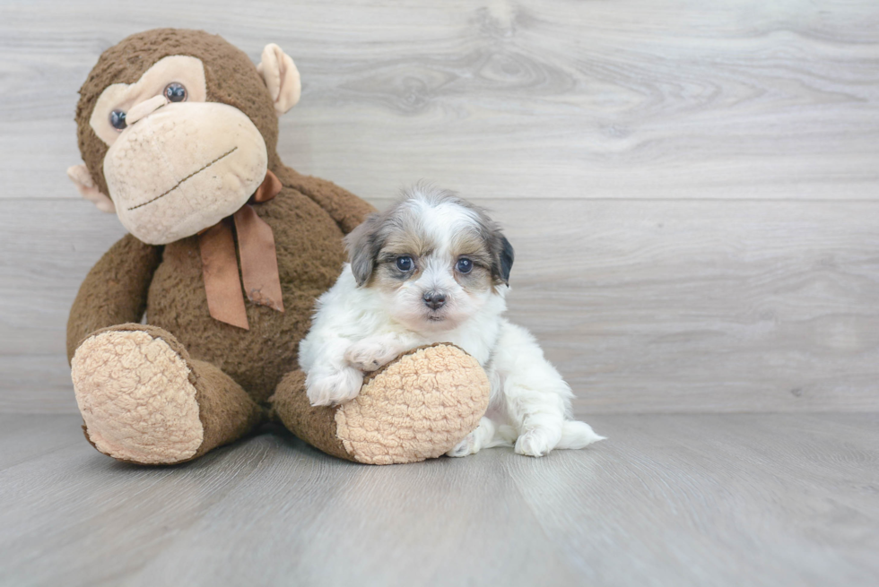 Energetic Maltese Poodle Poodle Mix Puppy