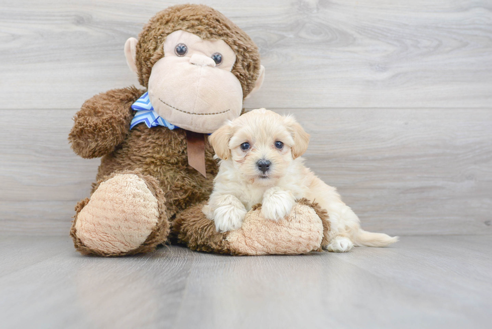 Best Maltipoo Baby
