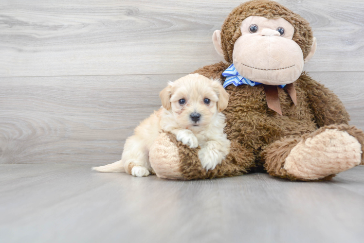 Cute Maltipoo Baby
