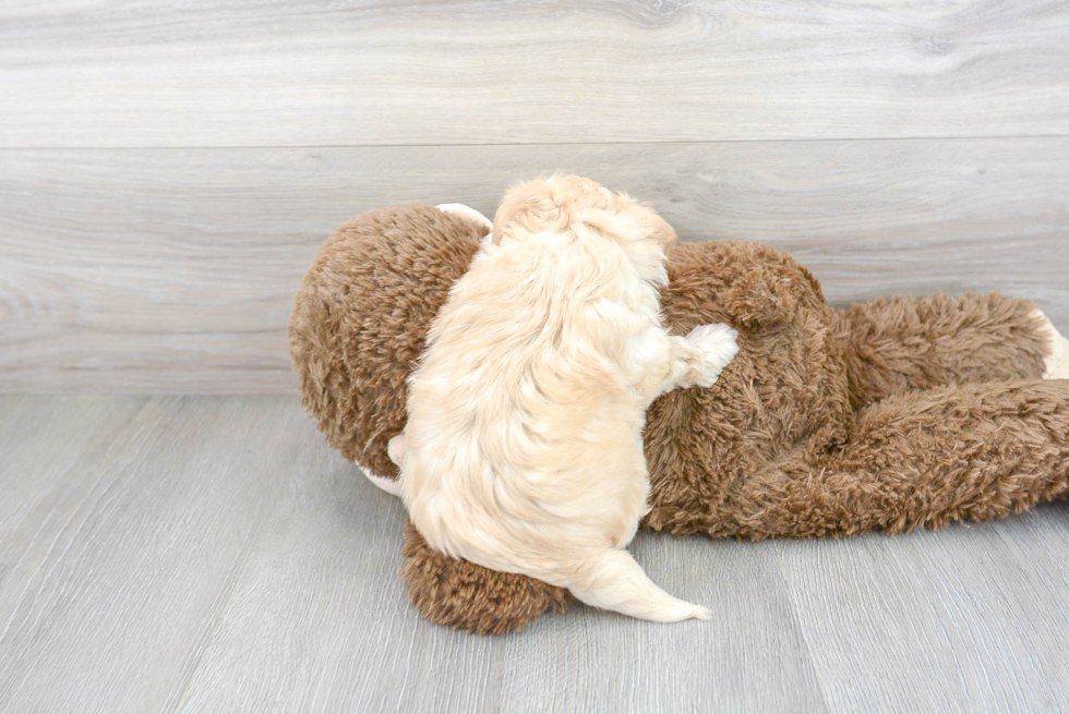 Cute Maltepoo Poodle Mix Puppy