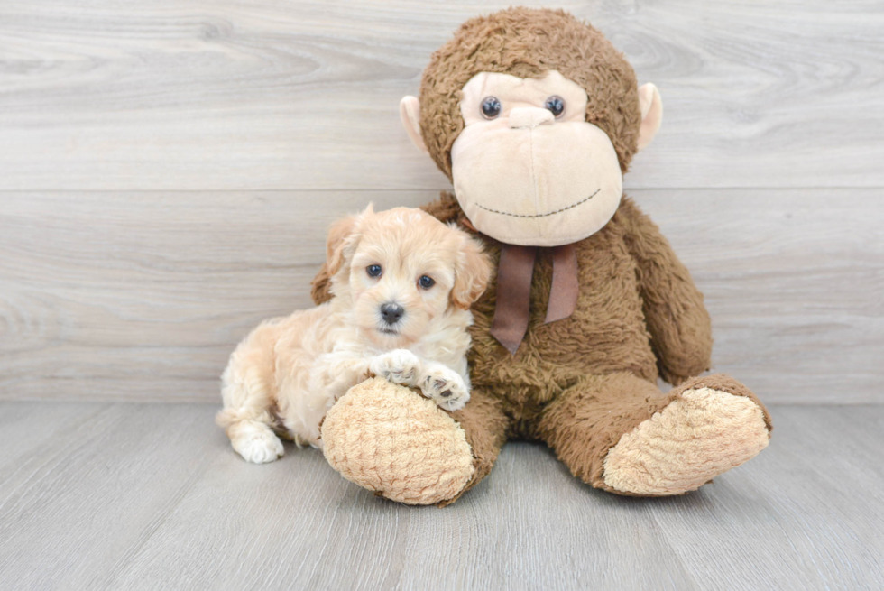 Maltipoo Pup Being Cute