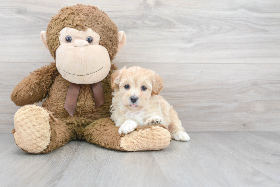 Maltipoo Pup Being Cute